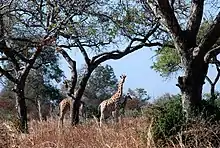 Image 27Giraffes in Waza National Park (from Tourism in Cameroon)