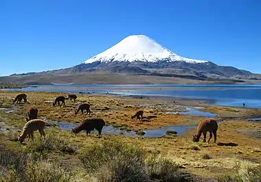 Llamas and alpacas grazing, with snow-capped mountain in background