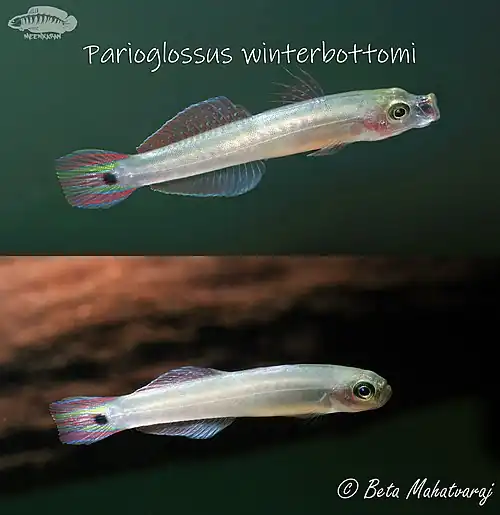 Parioglossus winterbottomi