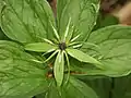 Paris quadrifolia in flower