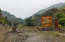 Fir of Drenovë National Park