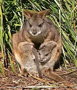 Brown wallabies