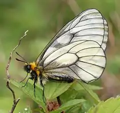 Parnassius glacialis