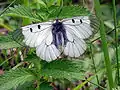 Clouded Apollo(Parnassius mnemosyne)tribe Parnassiini