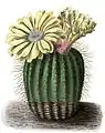 Illustration of Parodia schumanniana from Blühende Kakteen - Iconographia Cactacearum