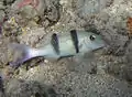 A doublebar goatfish (Parupeneus trifasciatus)