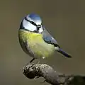 blue tit