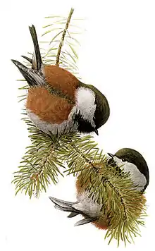 Chestnut-backed chickadee, from Harriman Alaska Series (1904)