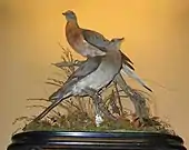 Ectopistes migratorius, 'passenger pigeon' (exctinct)