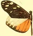 P. c. sororna male