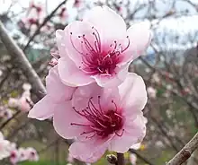 Blossoms