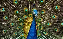 Indian peacock displaying his train