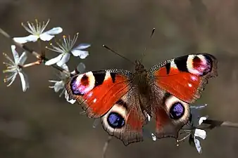 The blue wing patches of the European peacock butterfly (Aglais io) are due to thin-film interference.