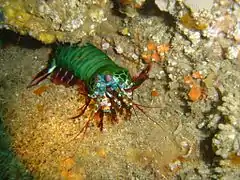 Peacock mantis shrimp