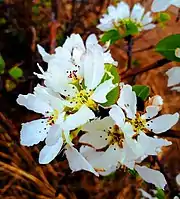 Pear blossom in eastern Siberia