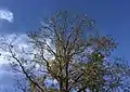 Pecan tree in Oklahoma loaded with fruits