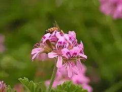 A bee on a flower cluster of cultivated P. 'Graveolens'