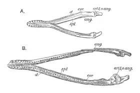 Dorsal view of two pliosaurid mandibles in white background