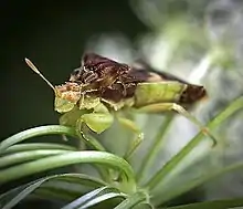 Pennsylvania jagged ambush bug (Phymata pennsylvanica)