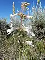 Penstemon albidus in sagebrush steppe in eastern Montana, 6 June 2016