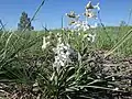 Short specimen Penstemon albidus, 12 June 2012