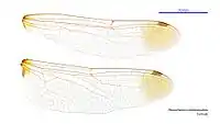 Female wings