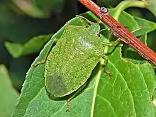 Nezara viridula f. smaragdula