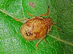 Nymph