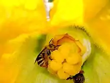 Bee pollinating female Cucurbita flower