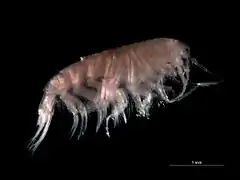 The amphipod Perioculodes longimanus