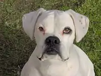 All-white Boxer