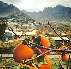 Local persimmons