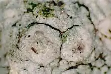 Pertusaria paratuberculifera (2 verrucae)