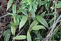 foliage and tendrils