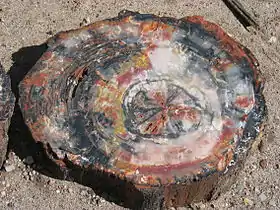 Image 49Petrified wood, by Daniel Schwen (from Wikipedia:Featured pictures/Sciences/Geology)