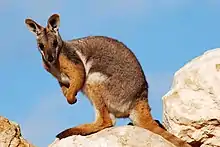 Brown wallaby