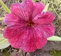 grandiflora Petunia 'Sugar'