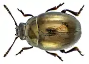 Phaedon pyritosus (Rossi, 1792)