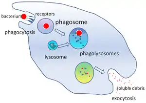 A cartoon that depicts the engulfment of a single bacterium, its passage through a cell where it is digested and released as debris.