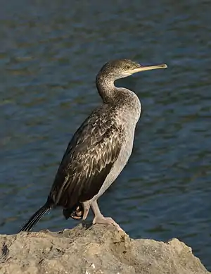 Young European shag in Croatia