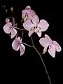 Phalaenopsis sanderianainflorescence