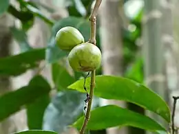 Unripe fruit