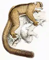 Illustration of a fork-marked lemur positioned horizontally on a branch.