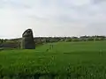 The doocot and field