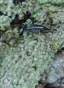 Fungus feeding thrip from the Philippines