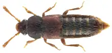 Phloeocharis subtilissima