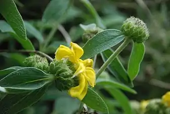 Phlomis