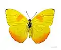 Orange-barred sulphur