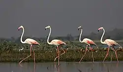 Flamingo bird