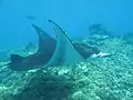 Fish in Phoenix Islands Protected Area